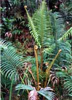 Big Island Ferns/Hawaii, HI