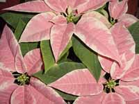 Pink Poinsettia